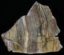 Strelley Pool Stromatolite Slice - Billion Years Old #62639-1